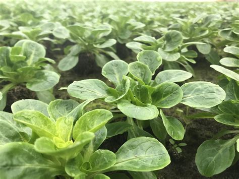 Campo de cultivo de canónigos mostrando su disposición en rosetas