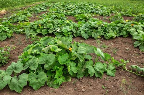Plantación de calabazas