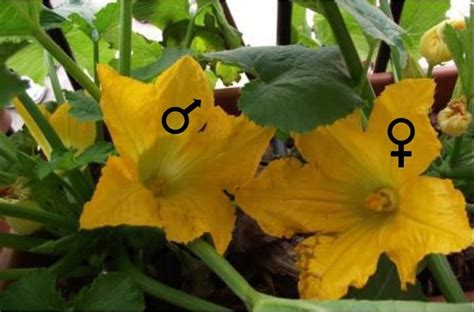 Flor de calabaza hembra y macho