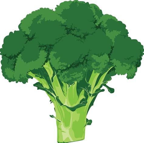 Ilustración de un brócoli entero y sus floretes separados