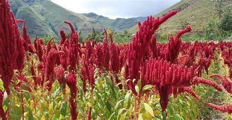 Campo de cultivo de kiwicha en los Andes