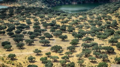 Paisaje de encinas y olivos centenarios en Aroche