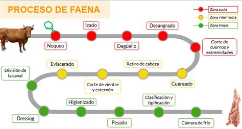 Proceso de faenado y despiece de la canal bovina