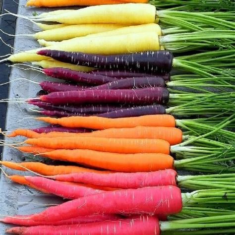 Zanahorias de diferentes colores y formas