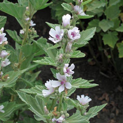 Planta de malvavisco (Althaea officinalis)