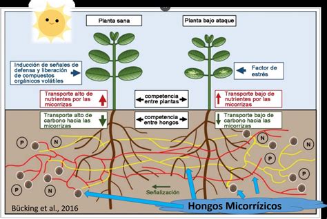 Representación de la simbiosis entre el boniato y los hongos micorrízicos
