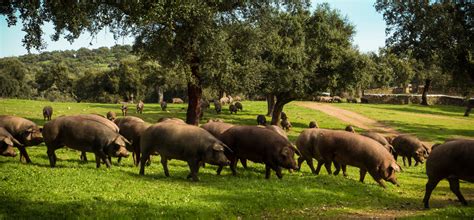 Cerdos ibéricos de cebo de campo en libertad