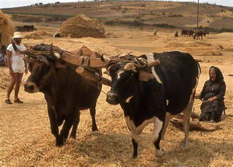 Representación de la vida rural en Cantabria, siglo XIX