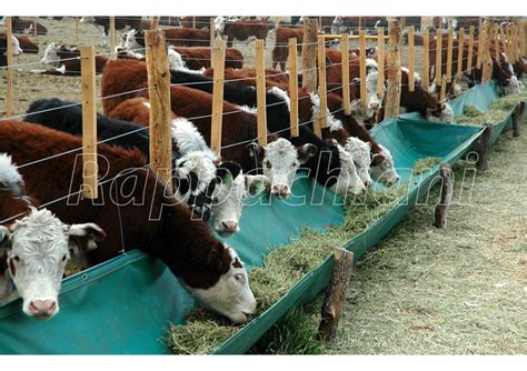 Variedad de comederos y forrajeras para ganado ovino