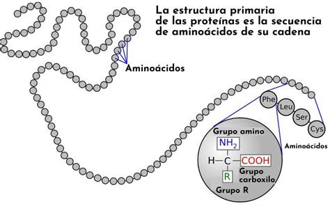 Estructura de una proteína con sus aminoácidos