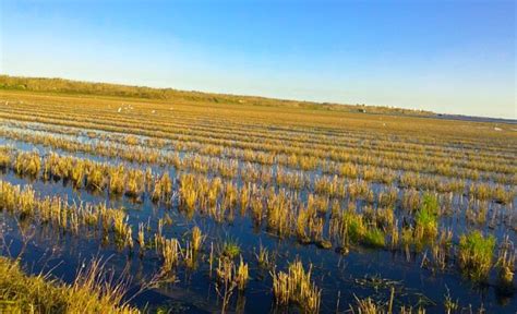 Paisaje de los arrozales en la Albufera de Valencia con diferentes tonalidades