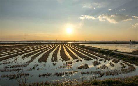 Vista aérea del lago de la Albufera con los arrozales circundantes