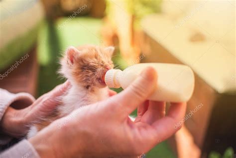 Gatito bebiendo leche de un biberón