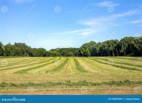 Campo de alfalfa recién cortada y lista para empacar