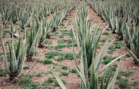 Plantación de Aloe Vera