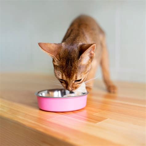 Gato comiendo calabaza de un tazón