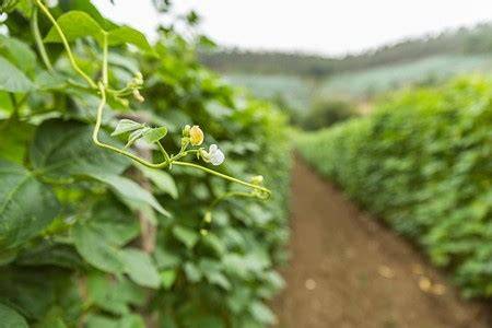 Campo de cultivo de faba asturiana