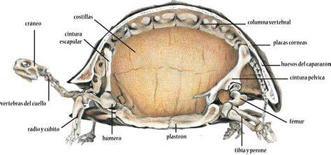 Estructura del caparazón de una tortuga