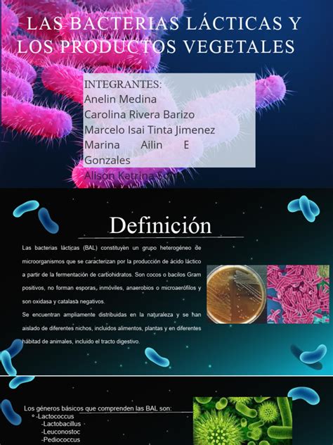 Tabla de bacterias lácticas y sus productos fermentados
