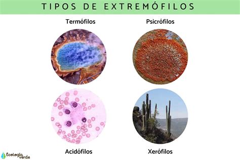 Ilustración de extremófilos y sus entornos