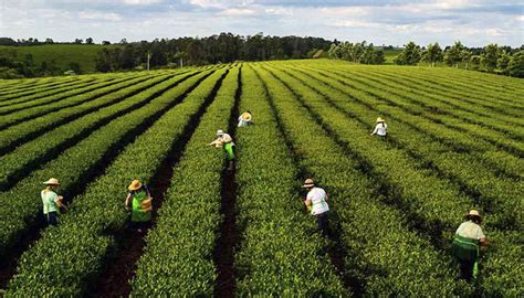 Campo de yerba mate en Sudamérica
