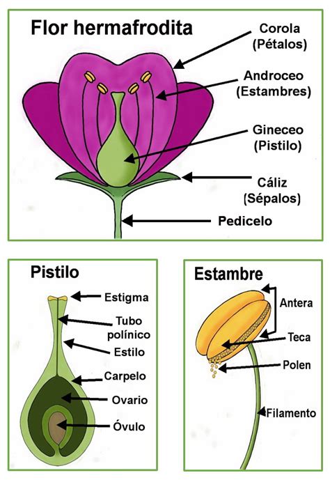 Esquema de las partes de una flor hermafrodita de tomate