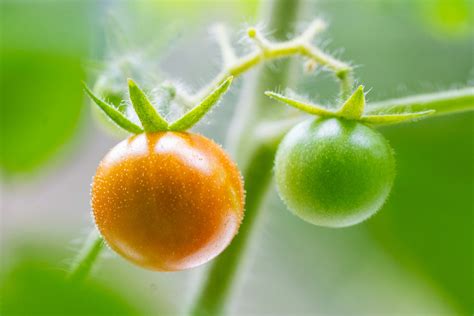 Diferentes estados de maduración de tomates