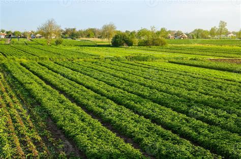 Campo de cultivo de patatas de carne amarilla