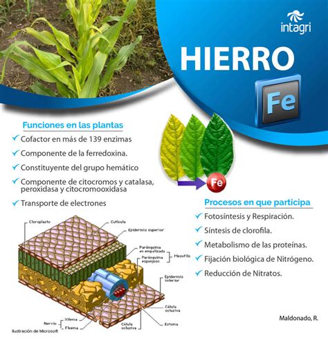 Esquema de las funciones del hierro en las plantas