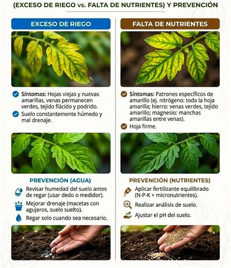 Fertilizantes específicos para deficiencia de hierro