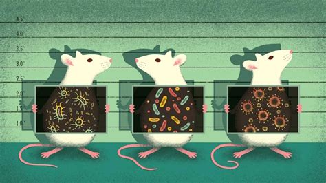 Pez cebra y ratones libres de bacterias en experimentos gnotobióticos
