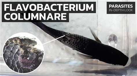 Alevín de salmón afectado por Flavobacterium columnare