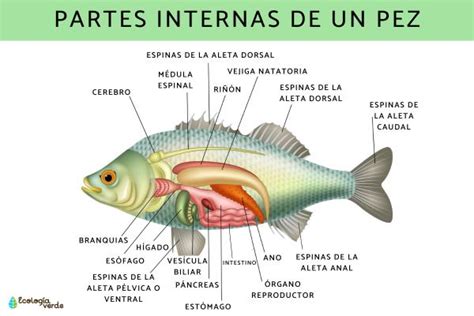 Granulomas en órganos internos de un pez afectado por micobacteriosis