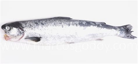 Smolt de salmón Atlántico con micosis branquial y en aleta pectoral