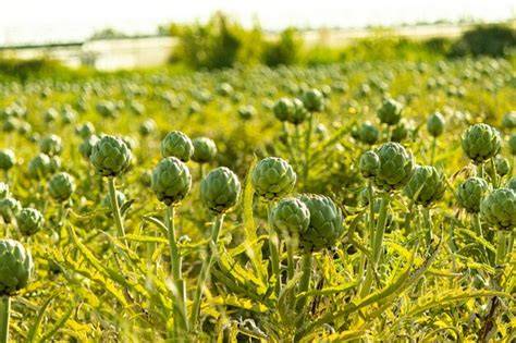 Alcachofas frescas en el campo