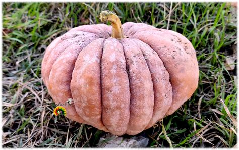 Calabaza Futsu Kurokawa en diferentes etapas de maduración