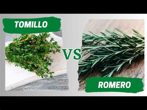 Ramitas de romero y tomillo fresco