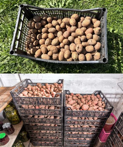 Condiciones ideales para almacenar patatas