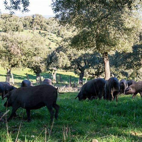 Dehesa salmantina con cerdos ibéricos