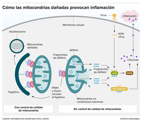 Esquema de la transferencia mitocondrial para prevenir enfermedades genéticas
