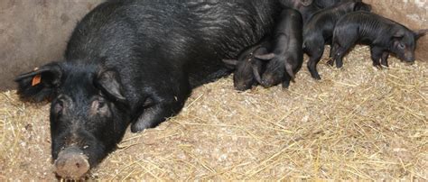 El porc negre pitiuso en su hábitat natural