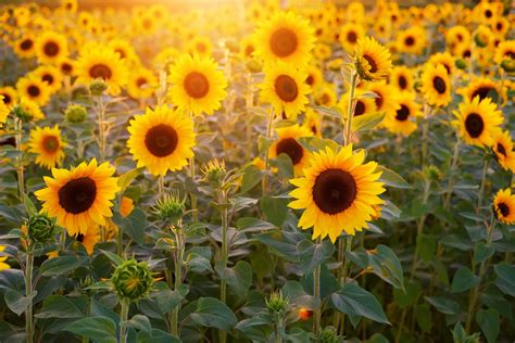 Campo de girasoles