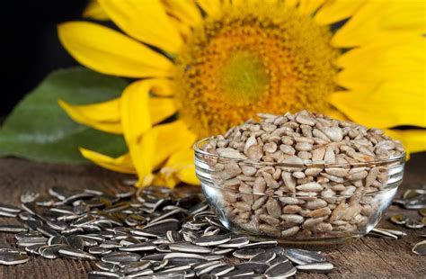 Diferentes tipos de pipas de girasol