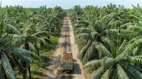 Impacto ambiental del aceite de palma