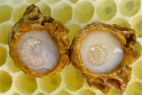 Esquema de las abejas productoras de jalea real y la abeja reina