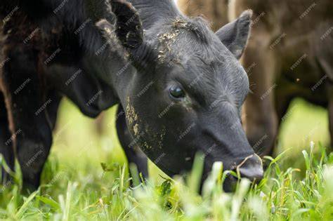 Vaca Angus pastando en un campo