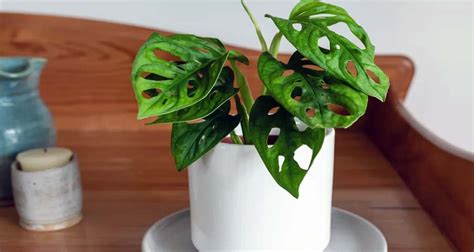 Monstera deliciosa con y sin agujeros