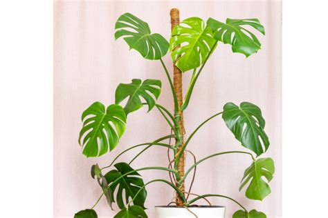 Monstera trepando con un tutor