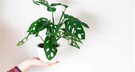 Monstera adansonii con agujeros