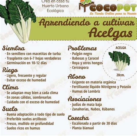 Proceso de cocción de la acelga con cebolla y ajo